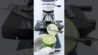 Bergamot under a microscope 🍋🔬amazing facts experiment [upl. by Selimah]