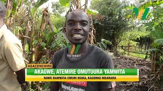 AGACENCWIRE Akagwe atemire omutuura yamwita nawe bamwita omuri Nsiika Kagongi Mbarara [upl. by Ahselaf]