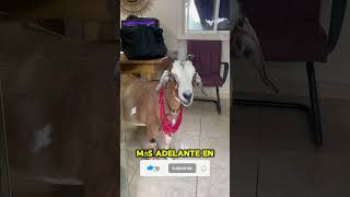 66 GOAT CARIBEAN ADVENTURE ECOHOTEL hotelreview camping ecofriendly [upl. by Yert708]