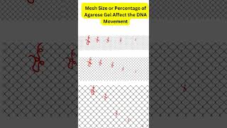 DNA Separation in Agarose Gel Electrophoresis DNAMigration DNASizeMatters DNASeparation [upl. by Ahseinet984]