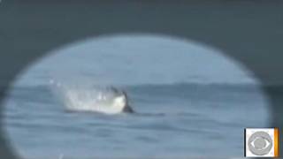 The Early Show  Orca hunting sharks caught on tape in New Zealand [upl. by Owiat836]