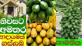 ඔබගේ ගෙවත්තේ ඉඩ තිබෙන පරිදි එක් ගස් ලබු පැලයක් සිටූවා හොදම ධනස්කන්දයක් ලබාගන්න [upl. by Rollie]