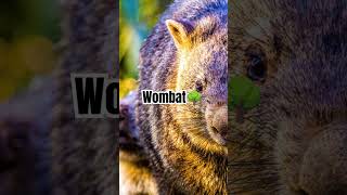 Why Wombats Are Australia’s Cutest Underground Engineers  Amazing Facts about Wombats facts [upl. by Schwejda]