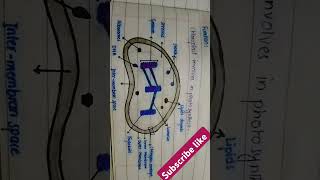 Chloroplast structureeducation plants [upl. by Nerad]