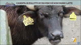 Bufalotti uccisi perché non fanno latte [upl. by Osnola455]