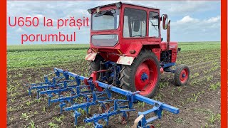 CUM MERGE PRĂȘITOAREA DUPĂ TRACTORUL U650  la prășit porumbul [upl. by Keli185]