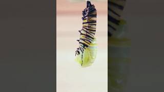 Monarch Caterpillar Turns Into Butterfly in Under 60 Seconds 13x Speed shorts monarchbutterfly [upl. by Inalak313]