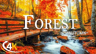 Enchanting Autumn Forests with Beautiful Piano Music🍁4K Autumn Ambience amp Fall Foliage🍁4K Video UHD [upl. by Patton]