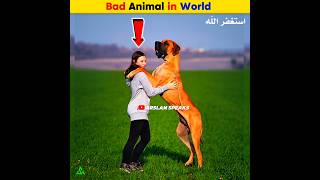 Bad Animal in World  Arslan Speaks facts shortsfeed arslanspeaks amazingfacts [upl. by Sakhuja876]