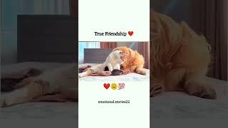 ritik dog kennel miss you Chintu Don 😔😔video ritikdogkennel177 missyou friends [upl. by Anaitit]