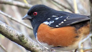 Spotted Towhee Bird Call  Beautiful Bird Sounds [upl. by Langsdon]