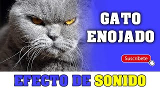 Gato enojado  Efecto de sonido [upl. by Lilias565]