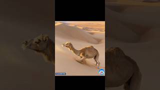 The Incredible Adaptations of Camels Natures Desert Survivors shorts [upl. by Arted]