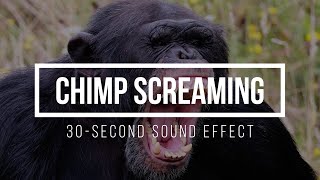 Chimpanzee Screaming 🦧 Chimp Scream Sound Effects [upl. by Rugen]