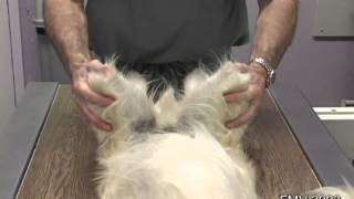 technique de palpation de la hanche sous anesthésie générale encyclopedie veterinaire [upl. by Narot]