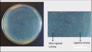 Competent Cells and Transformation Protocol [upl. by Otnicaj463]