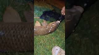 freshwaterfish carpfishing carpfish bluegillfishing carp crappiecove fish fishing crappie [upl. by Ahsekam444]