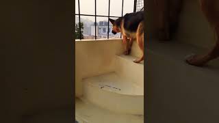 german shepherd dog barking  gsd dog barking  dog barking  puppy barking  dogs voice [upl. by Beare]