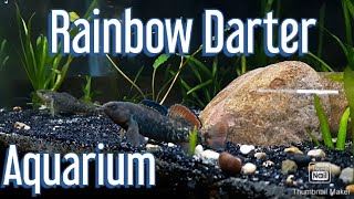 Rainbow darter Indiana native aquarium [upl. by Ethben]