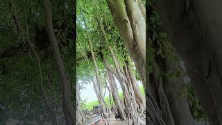 the banyan tree 🌲 [upl. by Agnimod]