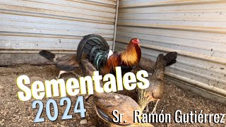 Lotes de cría 2024 Ramón Gutierrez 🔥🐓 [upl. by Garrison]