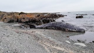 Mystery as 14 Whales Found Dead Washed Up on Beach [upl. by Monaco329]