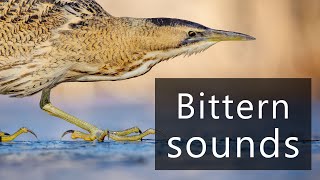 What does the Bittern sound like [upl. by Goldfinch504]