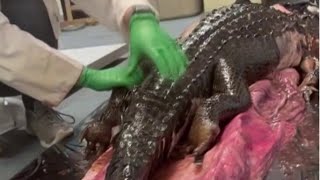 Florida python eats gator More than a viral video [upl. by Inatsed]