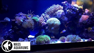 How To CORAL PLACEMENT Tips to get your Corals in the right spot quotGet your Polyps Poppinquot [upl. by Constance]