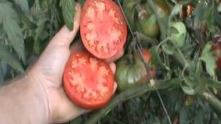 Arkansas Traveler Heirloom Tomato [upl. by Nerita906]