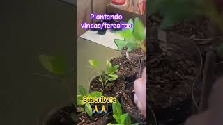 Trasplantando vincas shortsyoutube plants plantlover vincaplant vincaflower [upl. by Nitsir]