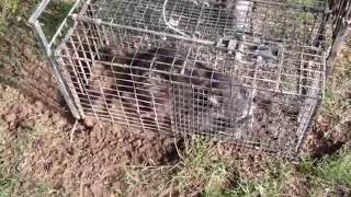 How To Catch A Raccoon In A Live Cage Trap [upl. by Natal]