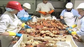 Crab Processing  04 [upl. by Nananne618]