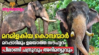 EP 89  മദമിളകിയ കൊമ്പന്മാർമദപ്പാടിലും ഉലയാത്ത സൗഹൃദംപീലാണ്ടി ചന്ദ്രുവും അഭിമന്യുവും  Aanakkaryam [upl. by Quinn]