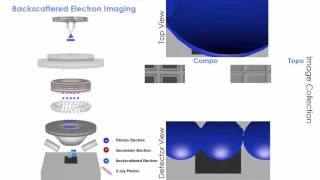 Scanning Electron Microscopy SEM animation of 3 types of imaging [upl. by Dranoc]