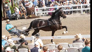 Lot 91 GB Bet On Ben Selling at the 2024 MidOhio Memorial Trotting Sale [upl. by Anaeel729]