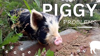 The Plan To Solve The Pig Problem  New Fences [upl. by Nesyrb]