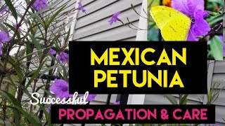 mexicanpetunia ruella How to Care and Propagate Mexican Petunia through cuttings [upl. by Esaertal]