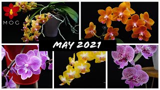 Orchids in Bloom May 2021  Phalaenopsis will take over the world 😱 [upl. by Bonneau]