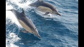 El Canto de los Delfines La Sanación que llegó del Mar Dolphin Singing Healing [upl. by Yadnil]