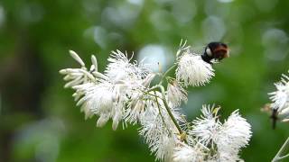 Buzz Pollination by Bombus ignitus クロマルハナバチ♀がタケニグサの花で振動集粉 [upl. by Sallie516]