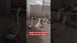 রাজহাঁস গুলো ফ্লাইং ড্যান্স করে কি সুন্দর করে ভোদৌর দিল।duckspethowladeragro [upl. by Lleira]