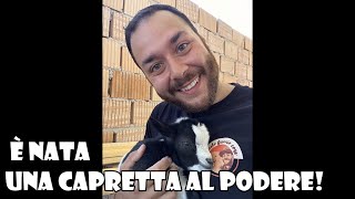 E Nata una Capretta al PODERE  Vediamola Insieme 🐐 [upl. by Gregorio389]