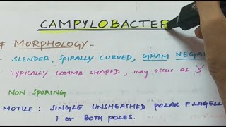 Campylobacter  Microbiology  Handwritten notes [upl. by Raimund]