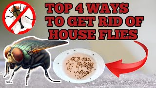 FlyFree Home 4 Genius Hacks to Eliminate House Flies [upl. by Malchus901]