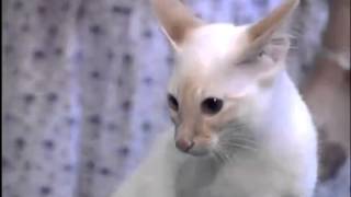 The Balinese CatCutest Cat BreedsCat Facts [upl. by Eanore]