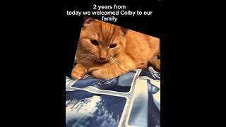 2 years ⚠️ago⚠️ today we welcomed Colby to our family Colbythecat colbythecat cat shorts [upl. by Kassie]