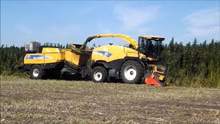 Goossen Flevo Plant Aardbeiplanten rooien Harvesting Strawberry plants Ernte erdbeerpflanzen [upl. by Rairb]