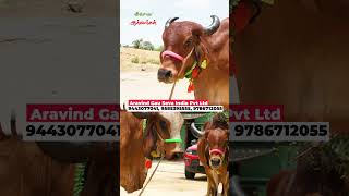 95K gir cow vivasayaarvalargal cow shortvideo shorts [upl. by Ellened127]