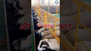 Bakrid sheep kpn farm 9788770786 sheep goat bakra bakri [upl. by Aisetal]